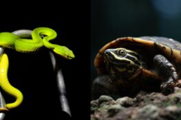We share Bangkok with snakes. Here’s how to go herping—and stay safe.
