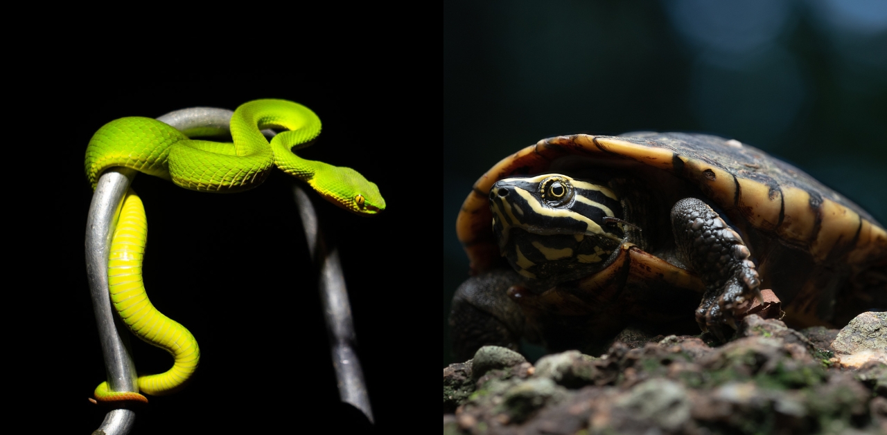 We share Bangkok with snakes. Here’s how to go herping—and stay safe.