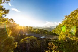 Chiang Mai’s canopy walkway will take your hiking experience to dizzying new heights