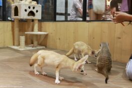 Bangkok has welcomed a controversial new fox cafe