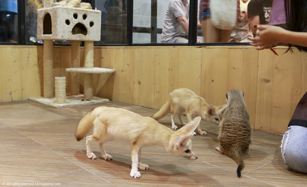 Bangkok has welcomed a controversial new fox cafe