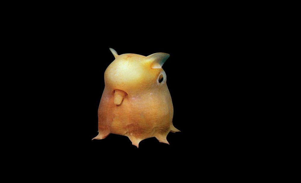 The Deep